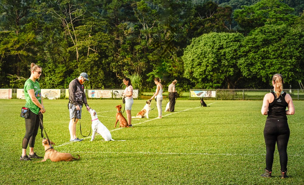 Dog-Training-Group-Port-Douglas