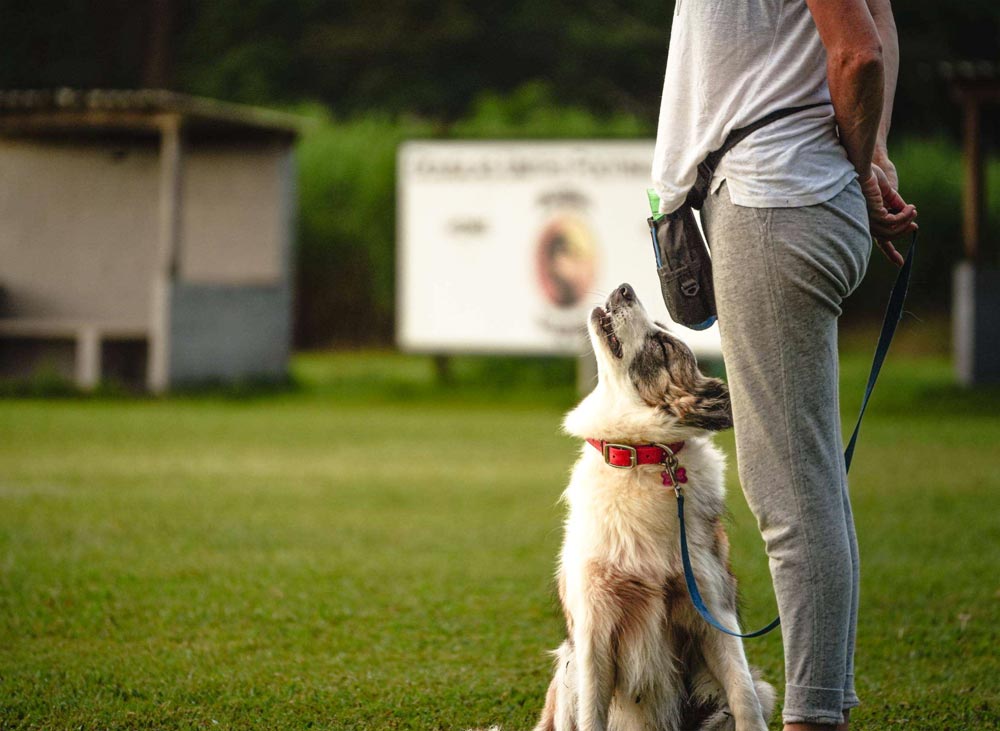 Private-Dog-Training-Port-Douglas